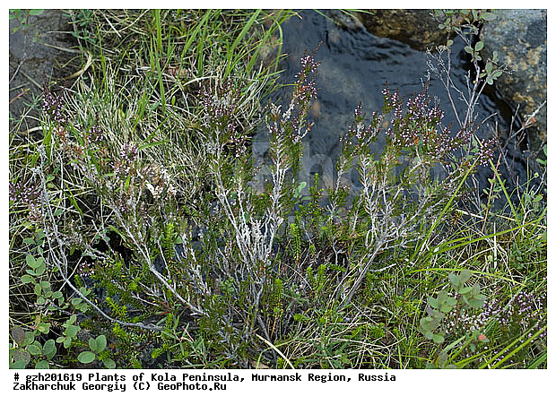 Calluna vulgaris, ������, �������� ����������, ����������� ����������, ������, ��������, ��������, �����, ������ ��������, ���������� ��������, ���������, ����������, ����, �����, ����������� ��������, �����������, �����������, ������������ ��������, ������������ ��������, ������������, ������������, ����������� ��������, ������������ ��������, ����������� ��������, ������������ ��������, �����������, ������������, ������������, ������������, �����������, �������, ������� ��������, ������������ ��������, ������������ ��������, ������, �����, XYZ, ����������, Ericaceae, ������������ ������, Calluna vulgaris