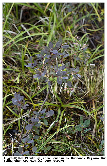 Vaccinium uliginosum, ��������, �������� ����������, ����������� ����������, ������, ��������