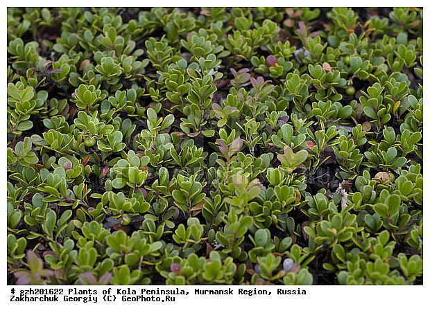�������� ����������, ����������� ����������, ������, ����������, ��������, ������, ������ ��������, �����, ��������, ���������� ��������, ���������, ����������, ����������� ��������, �����������, �����������, ������������ ��������, ������������ ��������, ������, �����, XYZ, ����������, Ericaceae, ���������� ������������, �������� ����, �������� ����, �������� �����, Arctostaphylos uva-ursi, Arbutus uva-ursi