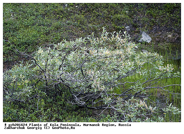 Salix ���, ���������� �������, ������, ��������� Salicaceae ������