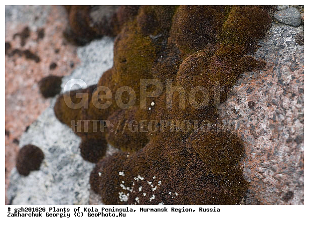 ������, �������� ����������, ����������� ����������, ���, ������