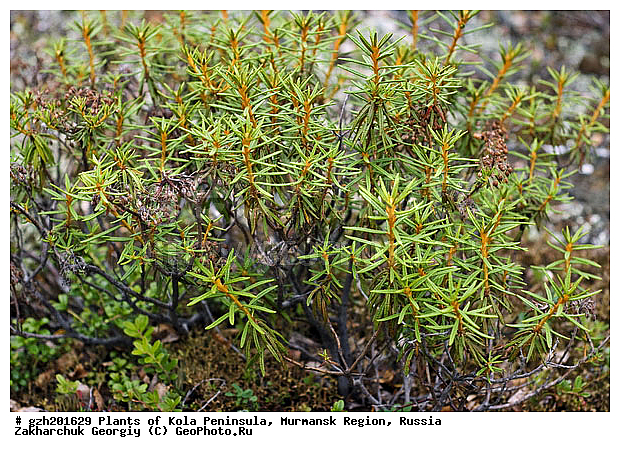 ��������� �������� Ledum palustre, ���������� �������, ������