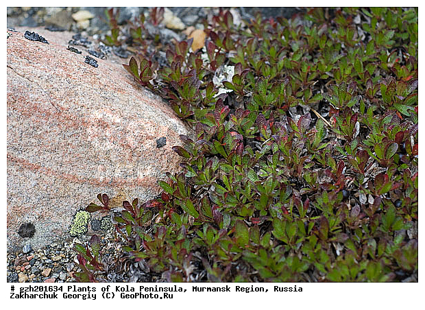 ������� ����������, ����������� ����������, ���������� �������, ������