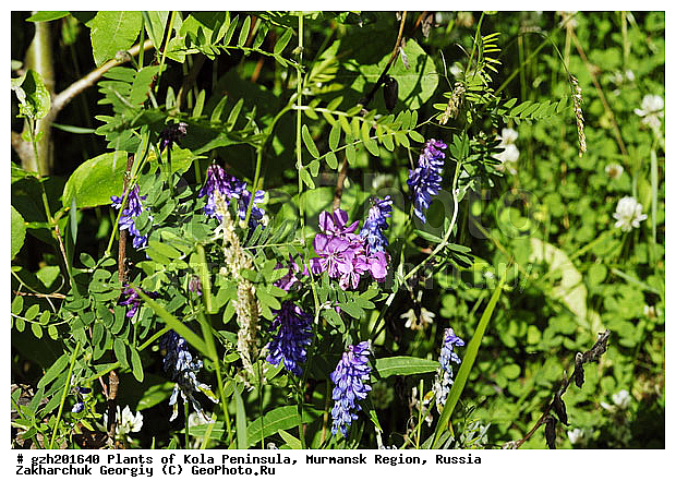 Vicia cracca, ������� �������, �������� ����������, ����������� ����������, ������, ��������
