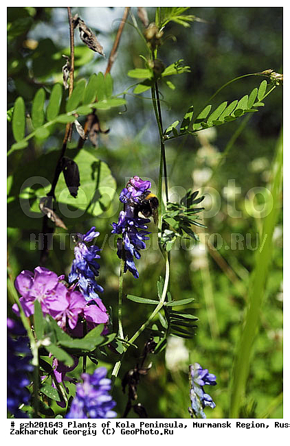 Vicia cracca, ������� �������, �������� ����������, ����������� ����������, ������, ��������