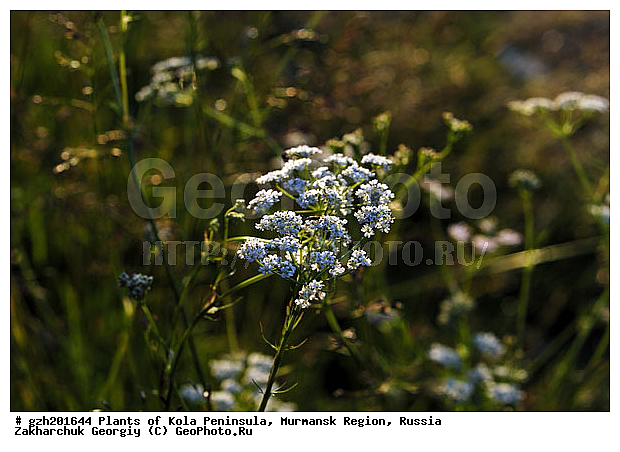 ������������� ������������ Achillea millefolium
