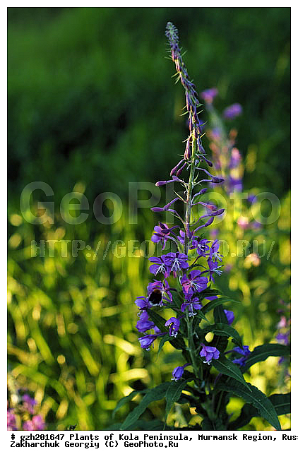 Chamaenerion angustifolium, ������� �����������, �������� ����������, ����������� ����������, ������, ��������