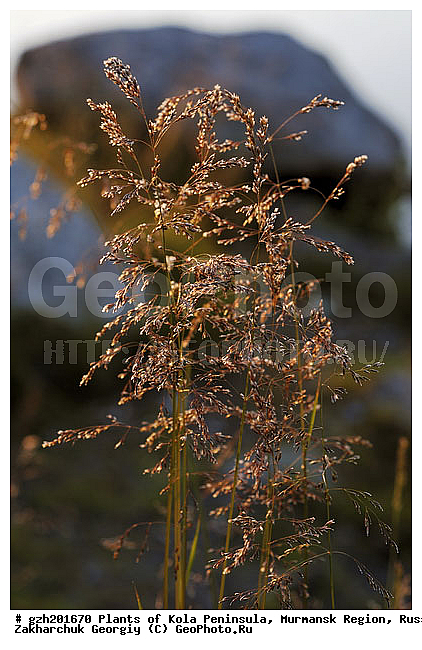 Milium effusum, ��� �����������, �������� ����������, ����������� ����������, ������, ��������