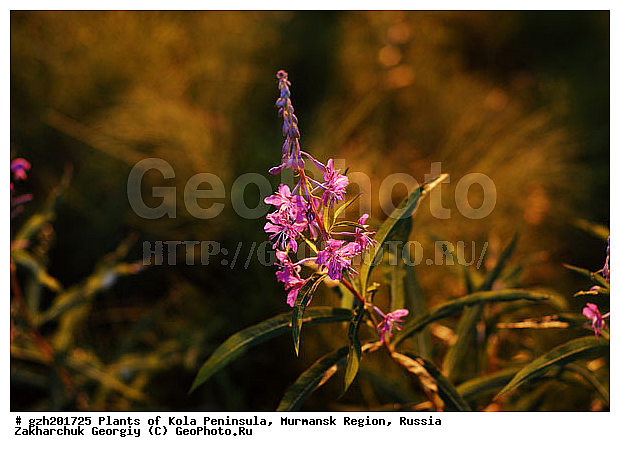 ����������� ����������, ���������� �������, ������