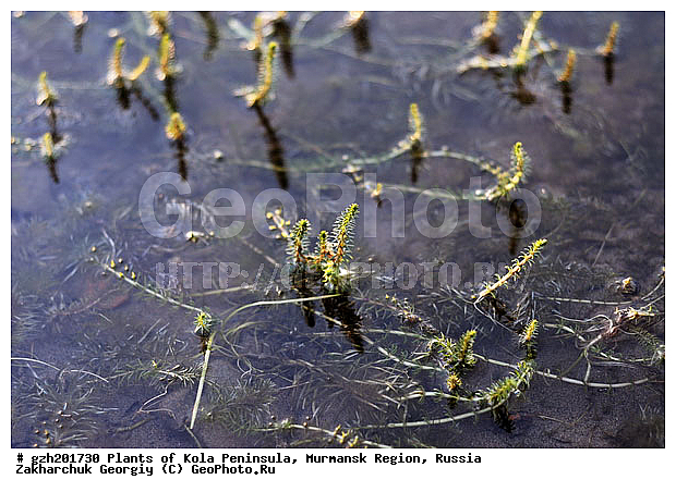 Hippuris vulgaris L, ������� �������, ���������, ��������, �����, ������ ��������, ���������� ��������, ������������ ��������, ������������ ��������, ������, �����, ����������� ��������, �����, ����������� ��������, �����, ����������� ��������, �����������, ������ ��������, �����, ���������� ��������, ������������ ��������, ������������ ��������, ������, �����, XYZ, ������������, Hippuridaceae, ��������������, Plantaginaceae, �������� ������������, ������� �������, ������� ������� ������������, Hippuris vulgaris