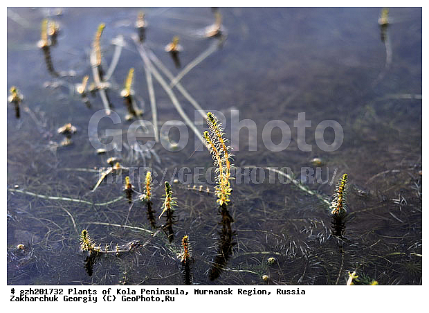 Hippuris vulgaris L, ������� �������, ���������, ��������, �����, ������ ��������, ���������� ��������, ������������ ��������, ������������ ��������, ������, �����, ����������� ��������, �����, ����������� ��������, �����, ����������� ��������, �����������, ������ ��������, �����, ���������� ��������, ������������ ��������, ������������ ��������, ������, �����, XYZ, ������������, Hippuridaceae, ��������������, Plantaginaceae, �������� ������������, ������� �������, ������� ������� ������������, Hippuris vulgaris