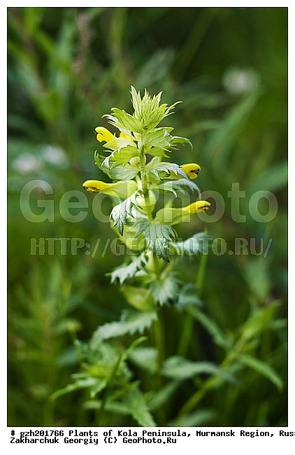 Castillea lapponica, ��������� �����������, �������� ����������, ����������� ����������, ������, ��������