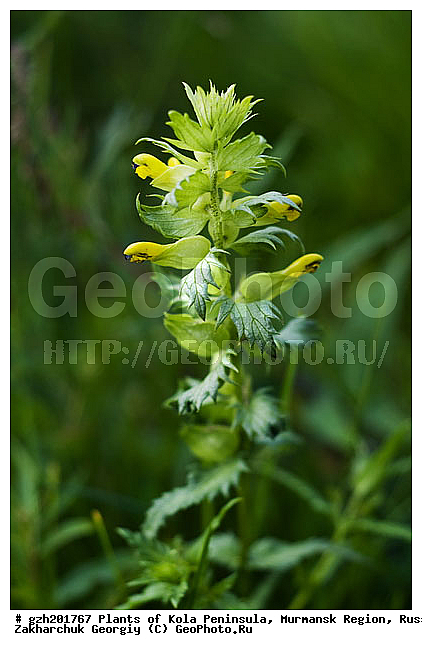 Castillea lapponica, ��������� �����������, �������� ����������, ����������� ����������, ������, ��������