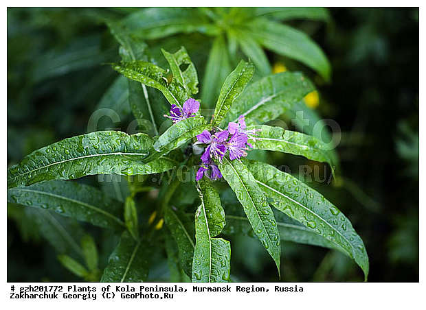 ����������� ����������, ���������� �������, ������