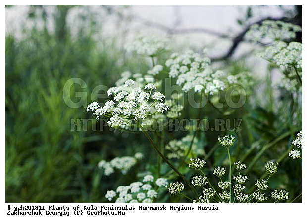Heracleum sibirucum, �������� ���������, �������� ����������, ����������� ����������, ������, ��������