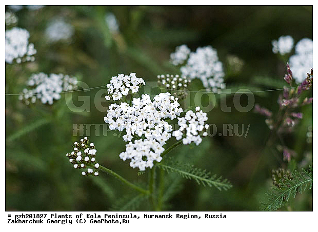 ������������� ������������ Achillea millefolium
