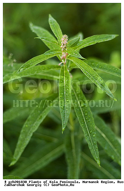 L, Moench, ������� ����������� Chamaenerion angustifolium, ���������� �������, ������