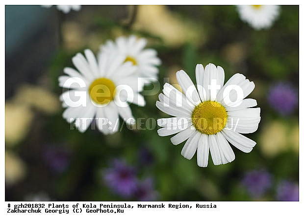 Matricaria, ������������ �����, ���������� �������, ����?���, ������