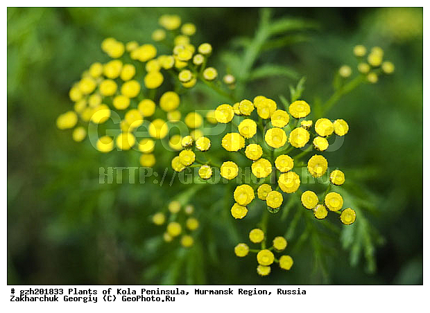 Tanacetum vulgare, ����� ������������, ����� �������, ����������� �������� ��������� ��������, ���������� �������, �������� ����������, ������, ������ ��������, �����, ���������� ��������, ������, �����, ������������ ��������, ������������ ��������, ����������� ��������, �����, ����������� ��������, �����, ����������� ��������, �����������, XYZ, ��������, �������������, Asteraceae, Compositae, ����� ������������, ����������� ������������, ����� �������, ������� �������, ��������, ��������, ����������� ���������, ��������, �������������, ����������, �������� �����, ��������, �������, Tanacetum vulgare, Chrysanthemum vulgare, Pyrethrum vulgare