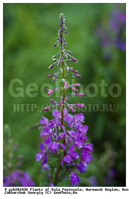 ����������� ����������, ���������� �������, ������