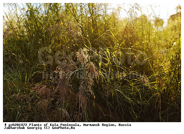 Milium effusum, ��� �����������, �������� ����������, ����������� ����������, ������, ��������