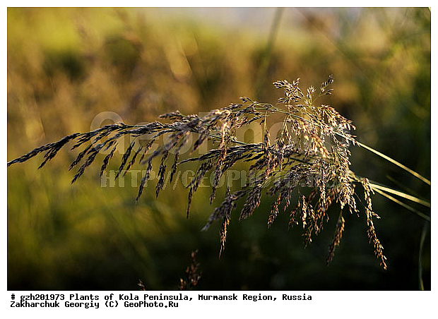 Milium effusum, ��� �����������, �������� ����������, ����������� ����������, ������, ��������