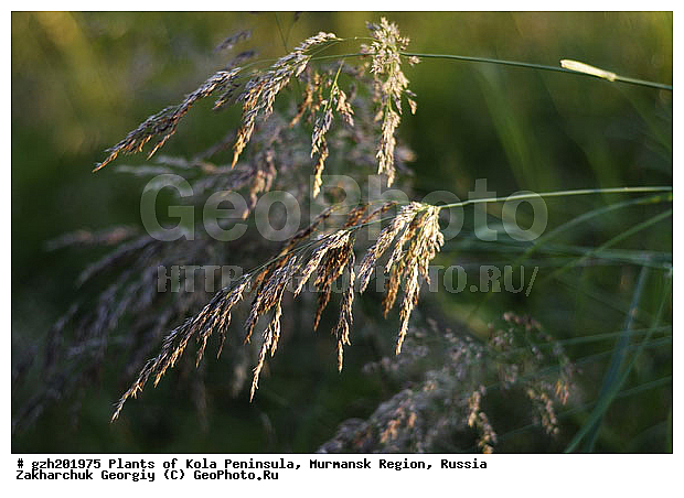 Milium effusum, ��� �����������, �������� ����������, ����������� ����������, ������, ��������