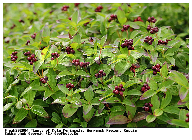 Cornus suecica, ����� ��������, �������� ����������, ����������� ����������, ������, ��������