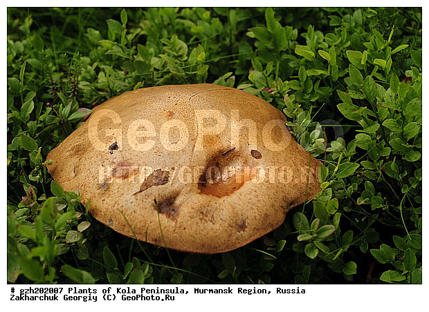 ����������� ����������, ���������� �������, �����������, ������