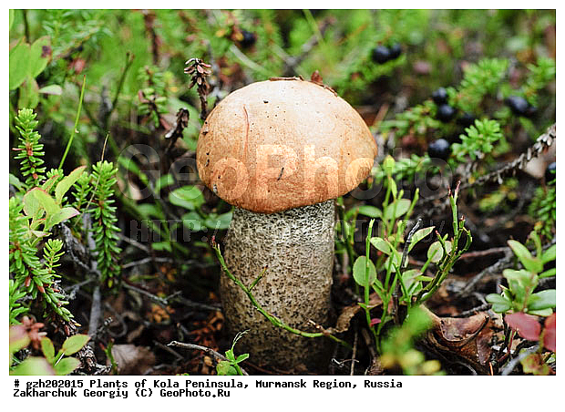 ����������� ����������, ���������� �������, �����������, ������