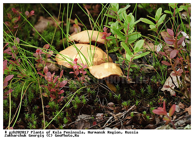 ��������, ������� � Xerocomus, ���������� �������, ����� ������ ������