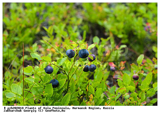 ������� Vaccinium myrtillus