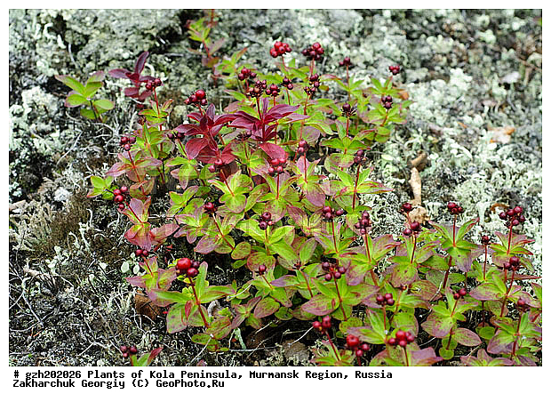 Cornus suecica, ����� ��������, �������� ����������, ����������� ����������, ������, ��������