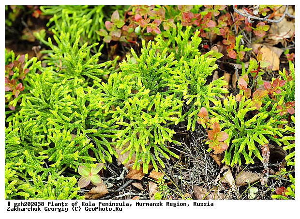 ������������, ����������� ����������, ���������� �������, ������, �����������, �����, ������, ���������� Diphasiastrum complanatum, �����