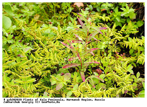 Gymnocarpium dryopteris, ���������� ������, ���������� �������, ������