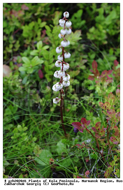 Pyrola rotundifolia, �������� �������������, �������� ����������, ����������� ����������, ������, ��������
