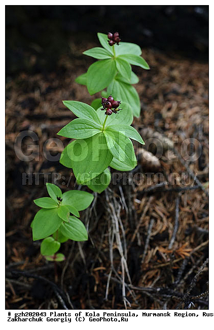 Cornus suecica, ����� ��������, �������� ����������, ����������� ����������, ������, ��������
