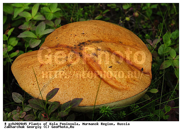 ����������� ����������, ���������� �������, �����������, ������