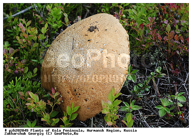 ����������� ����������, ���������� �������, �����������, ������