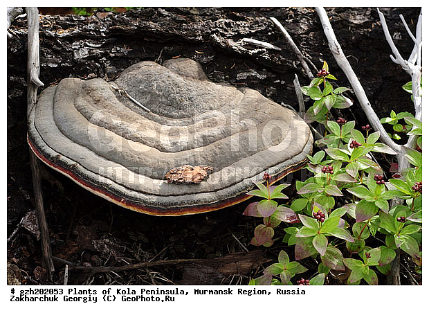 �������� ����������, ����������� ����������, ���������� �������, ������, �������� ��������� Fomes fomentarius