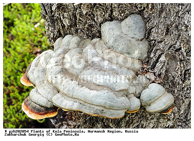 �������� ����������, ����������� ����������, ���������� �������, ������, �������� ��������� Fomes fomentarius