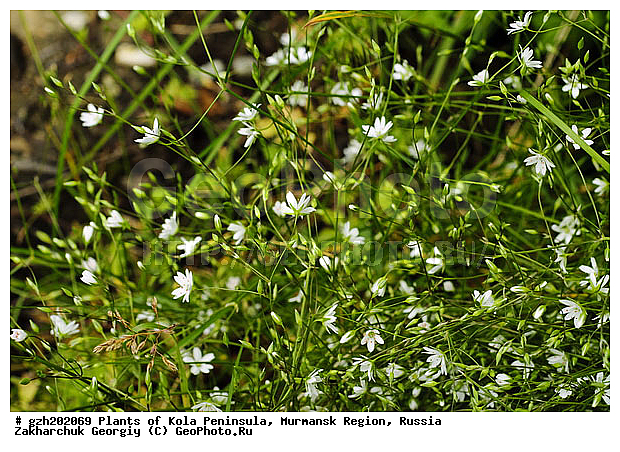 Stellaria graminea L, ���������� ��������, ����������� ����������, ���������� �������, ������