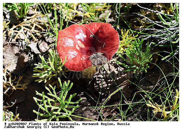 ����������� ����������, ���������� �������, ����� ������, �������� Russula, �����