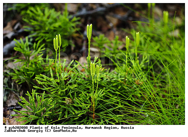 ������������, ����������� ����������, ���������� �������, ������, �����������, �����, ������, ���������� Diphasiastrum complanatum, �����