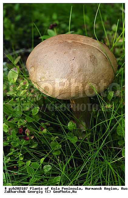 ������������ �����, ���������� �������, ������, ���� �����������