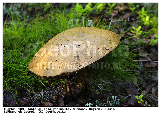 ������������ �����, ���������� �������, ������, ���� �����������