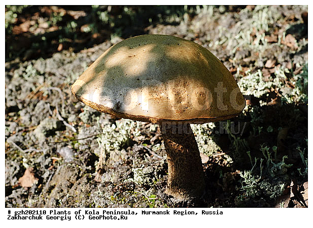 ������������ �����, ���������� �������, ������, ���� �����������