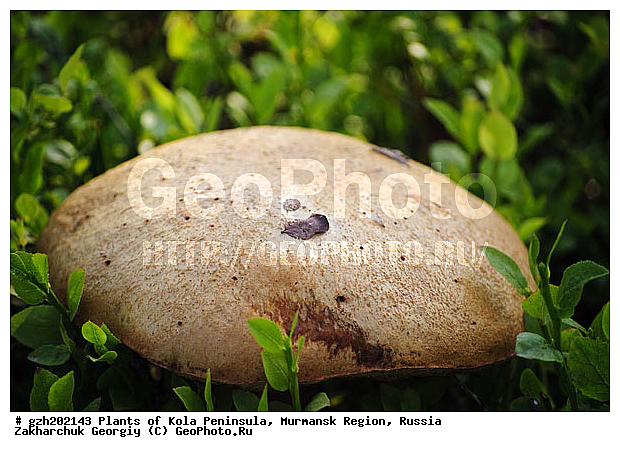 ������������ �����, ���������� �������, ������, ���� �����������