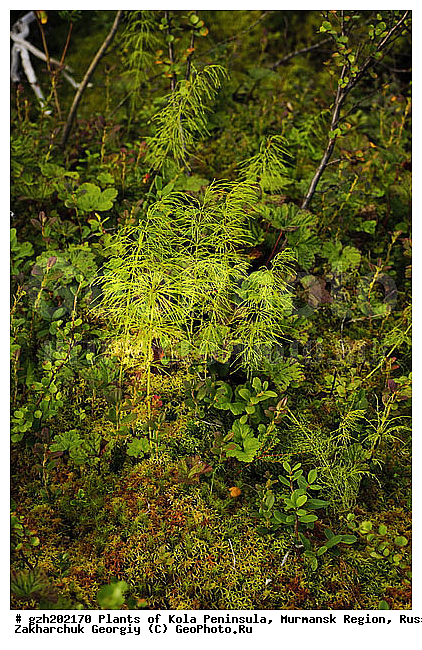 ����������� ����������, ���������� �������, ������, ������ �����������, �����������, ������, �����