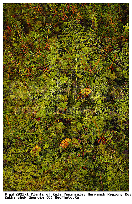 ����������� ����������, ���������� �������, ������, ������ �����������, �����������, ������, �����